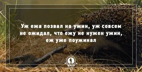 Ежели ежи