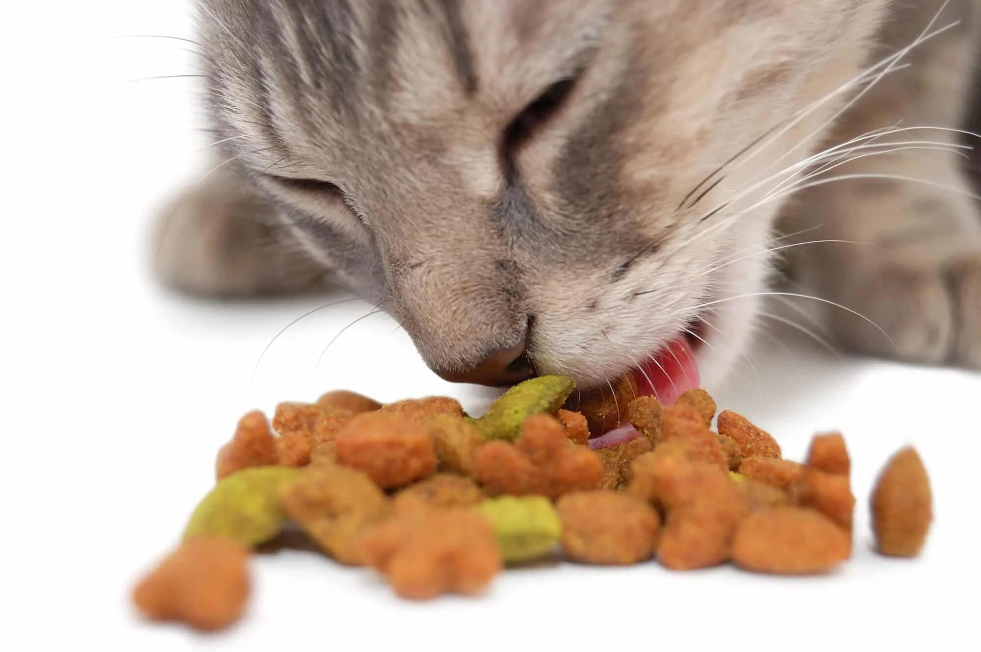 Еда для котов. Кошка кушает. Еда для домашних питомцев. Кошка ест сухой корм. Можно ли кормить кота только сухим