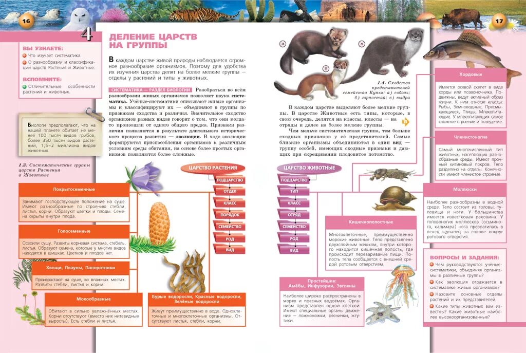 Классификация животных в биологии схема. Аристотель разделил всех животных на две группы. Систематика царство животные схема. Классификация животных аристотеля. Классификация животного мира схема.