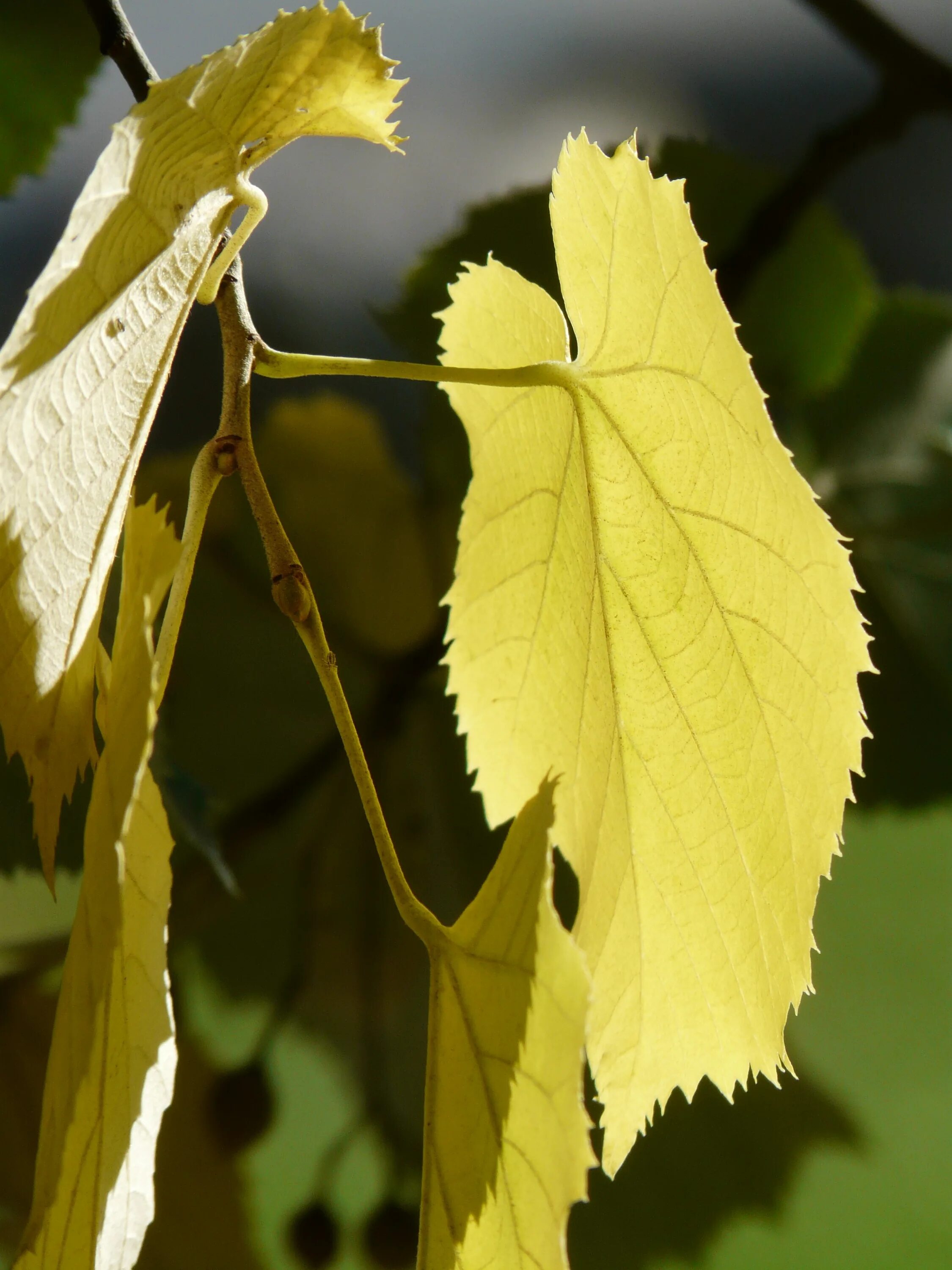 Листок березы золотистой пчелкой. Tilia platyphyllos листья. Липа крупнолистная лист. Липа крупнолистная осенью. Липа мелколистная листок.