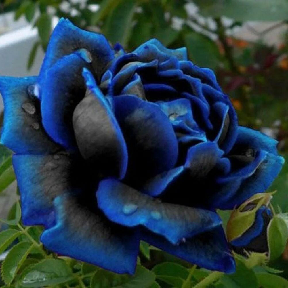 Саженцы черной розы. Миднайт Блю Midnight Blue.