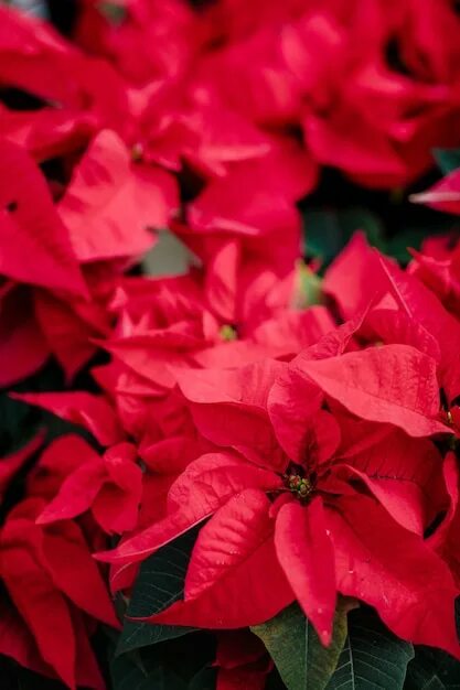 navidad Afiches de navidad, Yule, Poinsettia