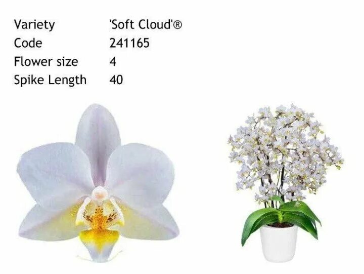 Софт клауд орхидея. Орхидея мультифлора белая. Фаленопсис сноу клауд. Софт клауд орхидея. Фаленопсис сноу клауд.