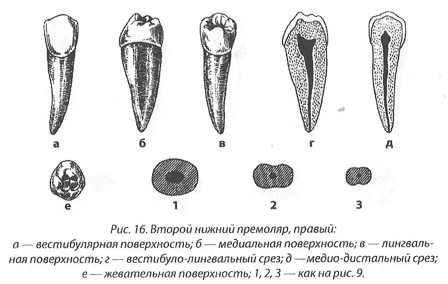 2 Пермуляр нижней челюсти. Второй премоляр нижней челюсти анатомия корневых каналов. Анатомия второго премоляра нижней челюсти. Первый премоляр нижней челюсти анатомия.