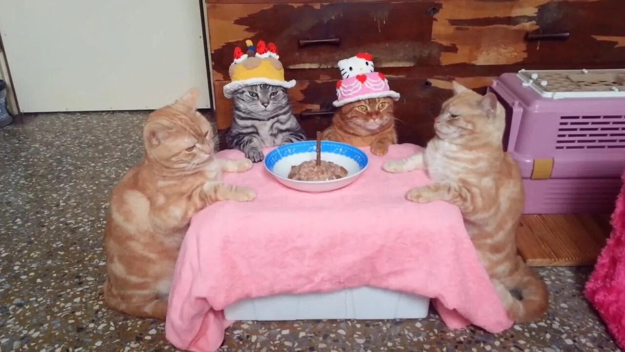 С днем рождения кот