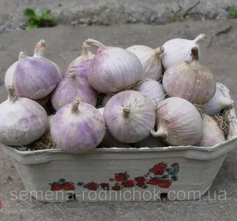 Любаша урожайность