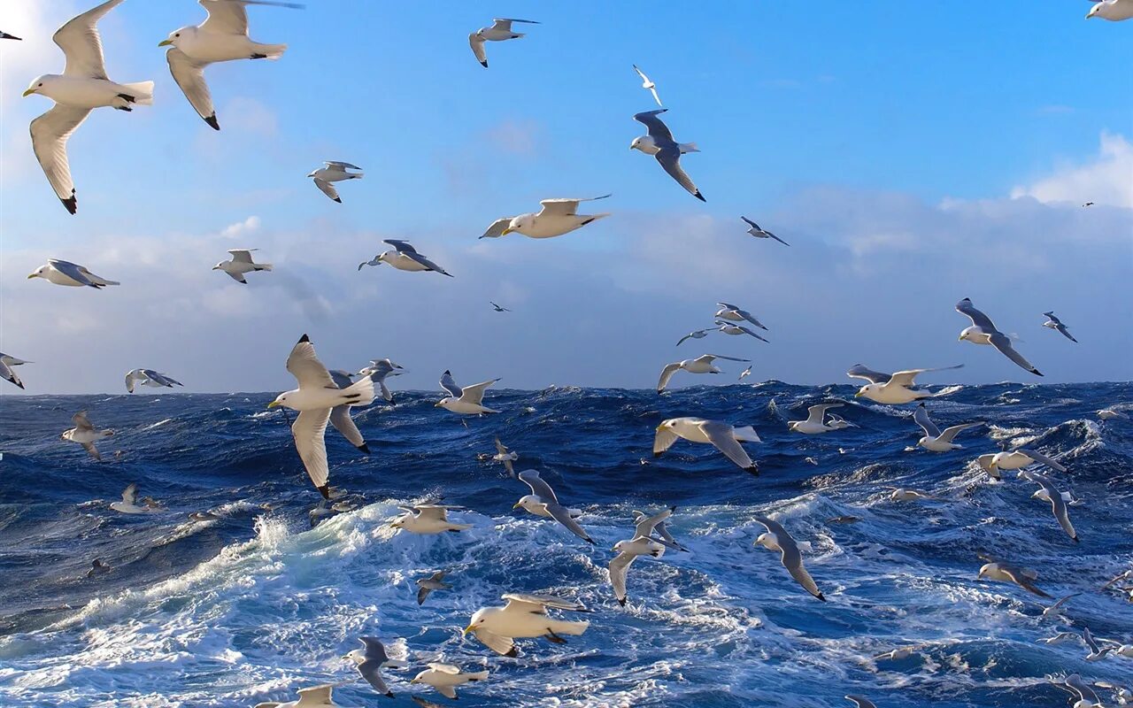Волны и чайки над морем. Чайки над морем. Птицы над океаном. Птицы над морем. Птицы летающие над морем.