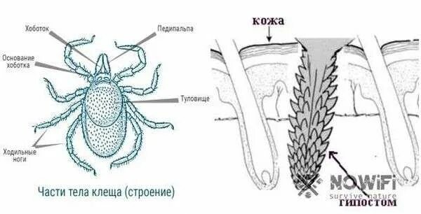 Как выглядит хоботок клеща Вытащить клеща красноярск