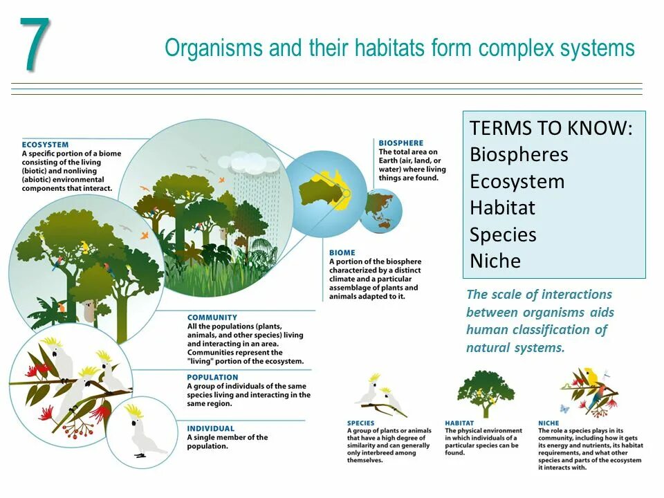 Natural habitat. Habitats of the mouth. Loss of natural habitats. The natural habitats of many species. Reptiles habitat poster.