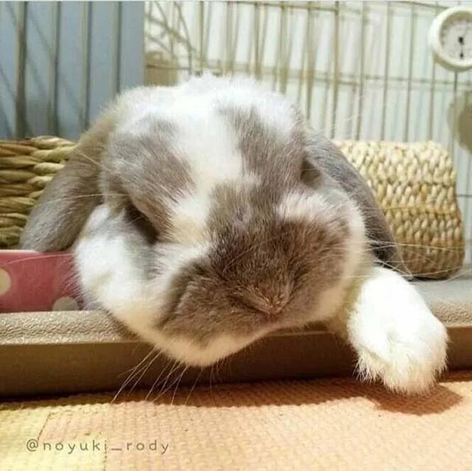 Спящие кролики. Спящие декоративные кролики. Спящий декоративный кролик.