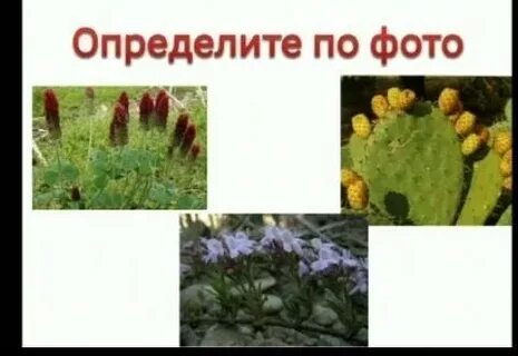 Какие цветы отвечают на вопрос что
