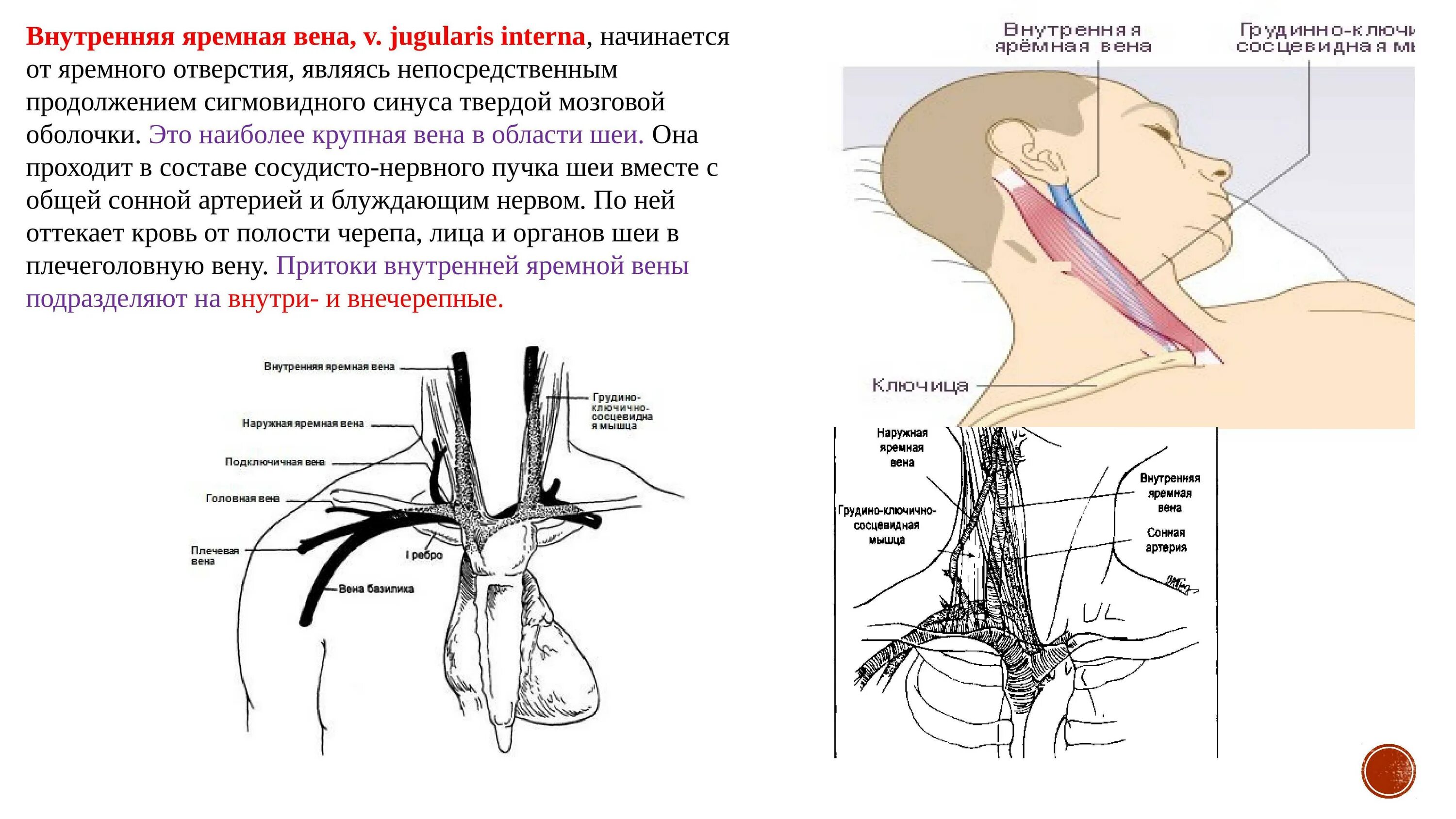 Внутренняя яремная Вена анатомия топография. Внутренняя Сонная артерия и внутренняя яремная Вена. Внутренняя яремная Вена справа анатомия. Внутренняя яремная Вена и наружная яремная Вена. Подключичный тромбоз