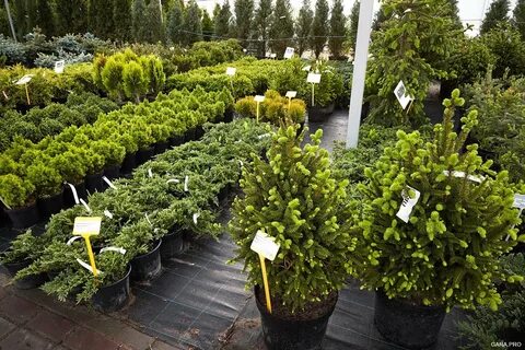 Plant питомник