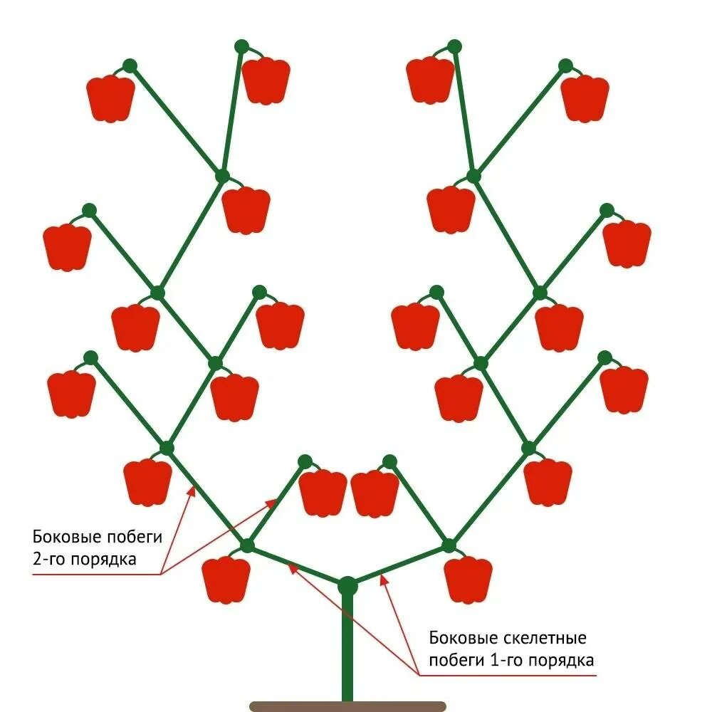 Обрезают ли перцы. Формирование куста перца сладкого в теплице. Перец формировка куста. Формирование куста перца в теплице схема. Схема пасынкования перца в открытом грунте.