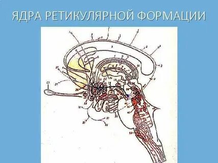 Волокна ретикулярной формации