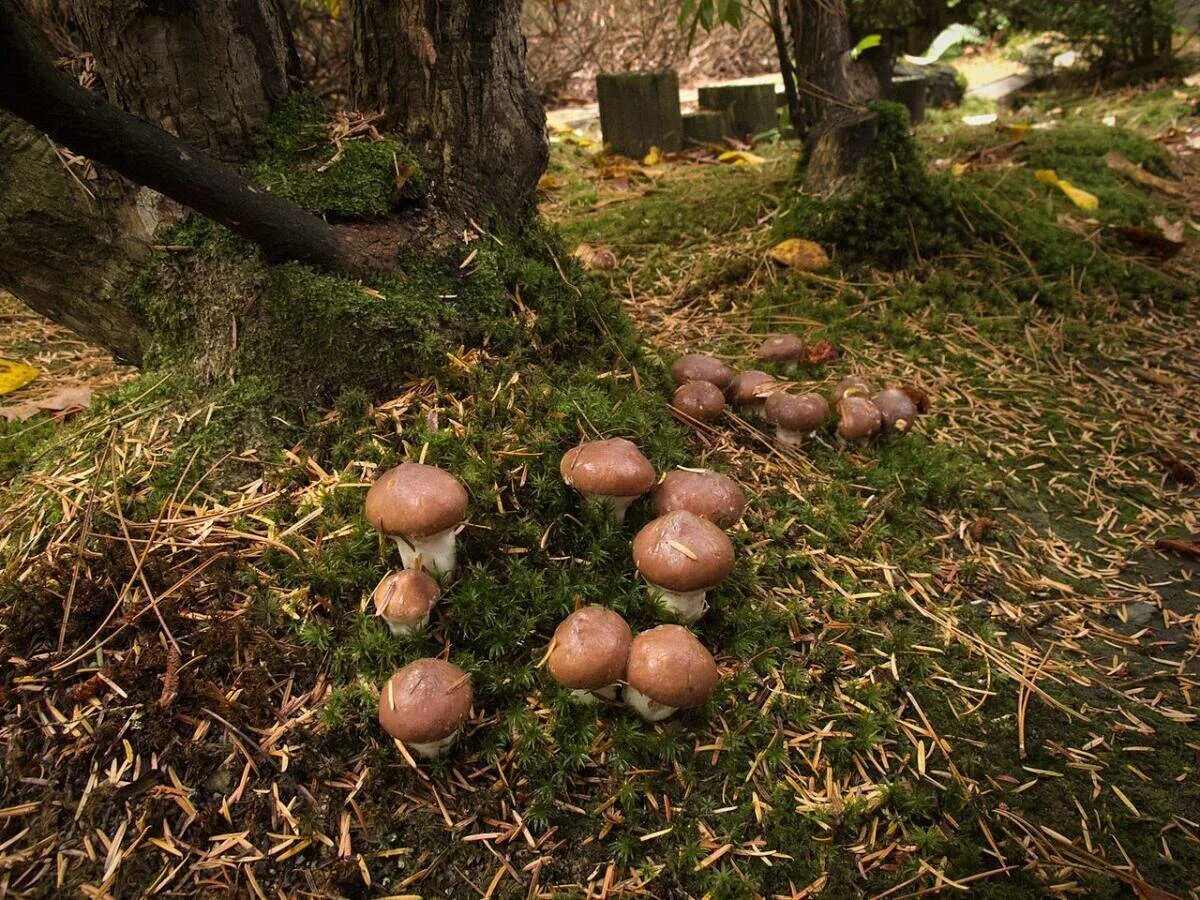 Грибы маслята. Маслята в Сосновом Бору. Маслёнок настоящий Suillus luteus. Грибы маслята Поляна. Где грибочки