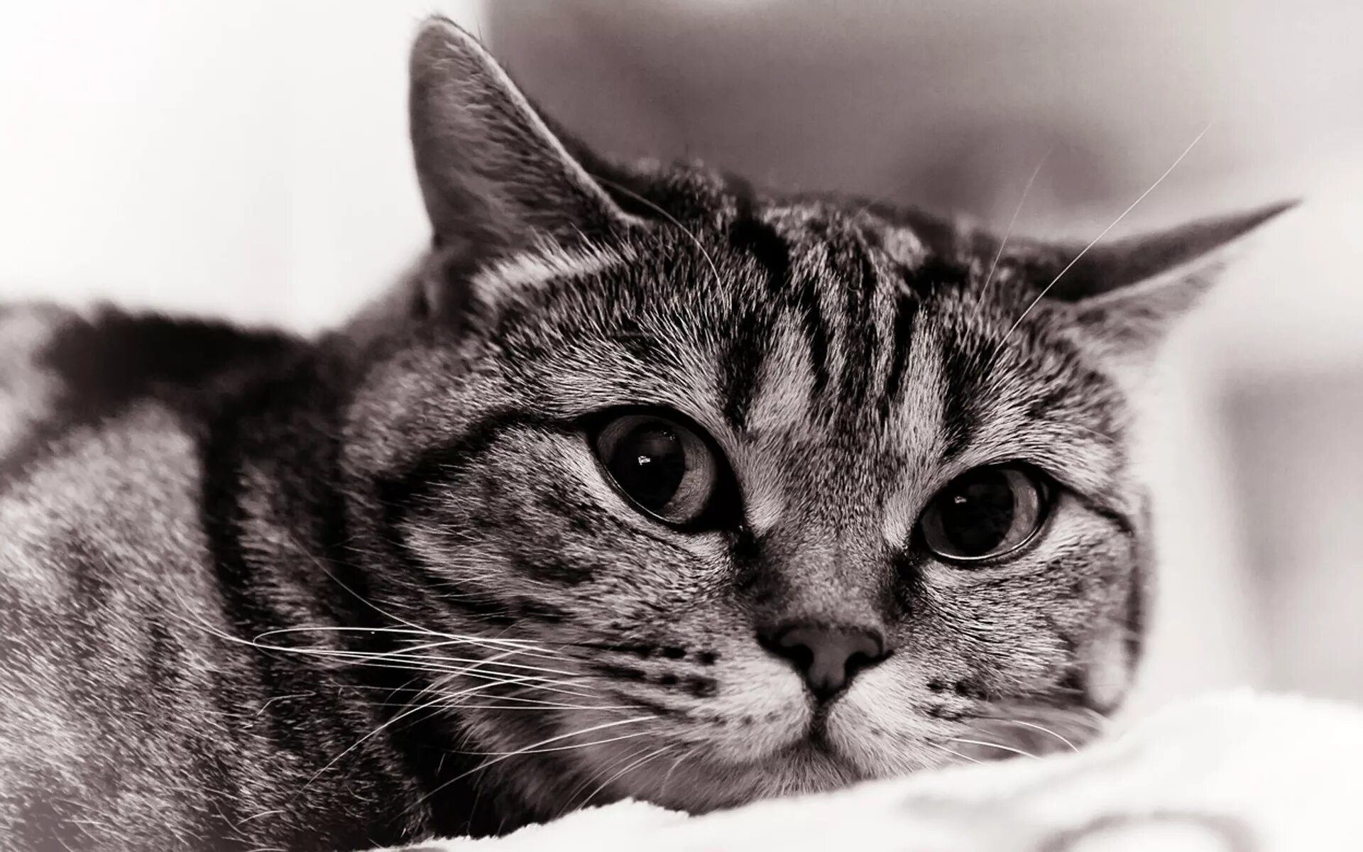 Киса мурка. Морда кота. Красивые коты. Красивая полосатая кошка. Картинки на рабочий стол котики.