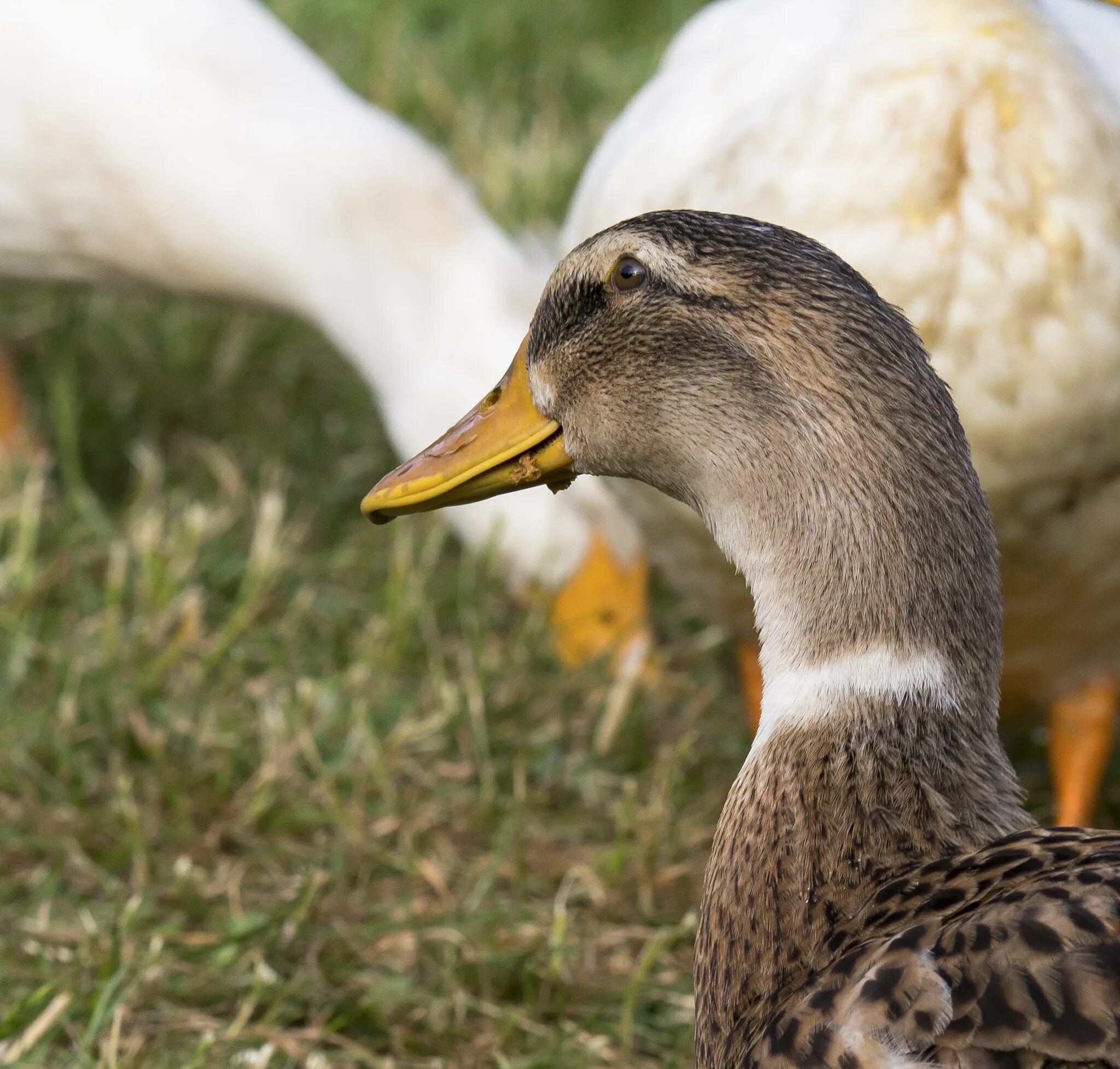 Duck barbra. Утка домашняя. Злая домашняя утка. Домашняя утка звуки. Домашняя утка интересные факты.