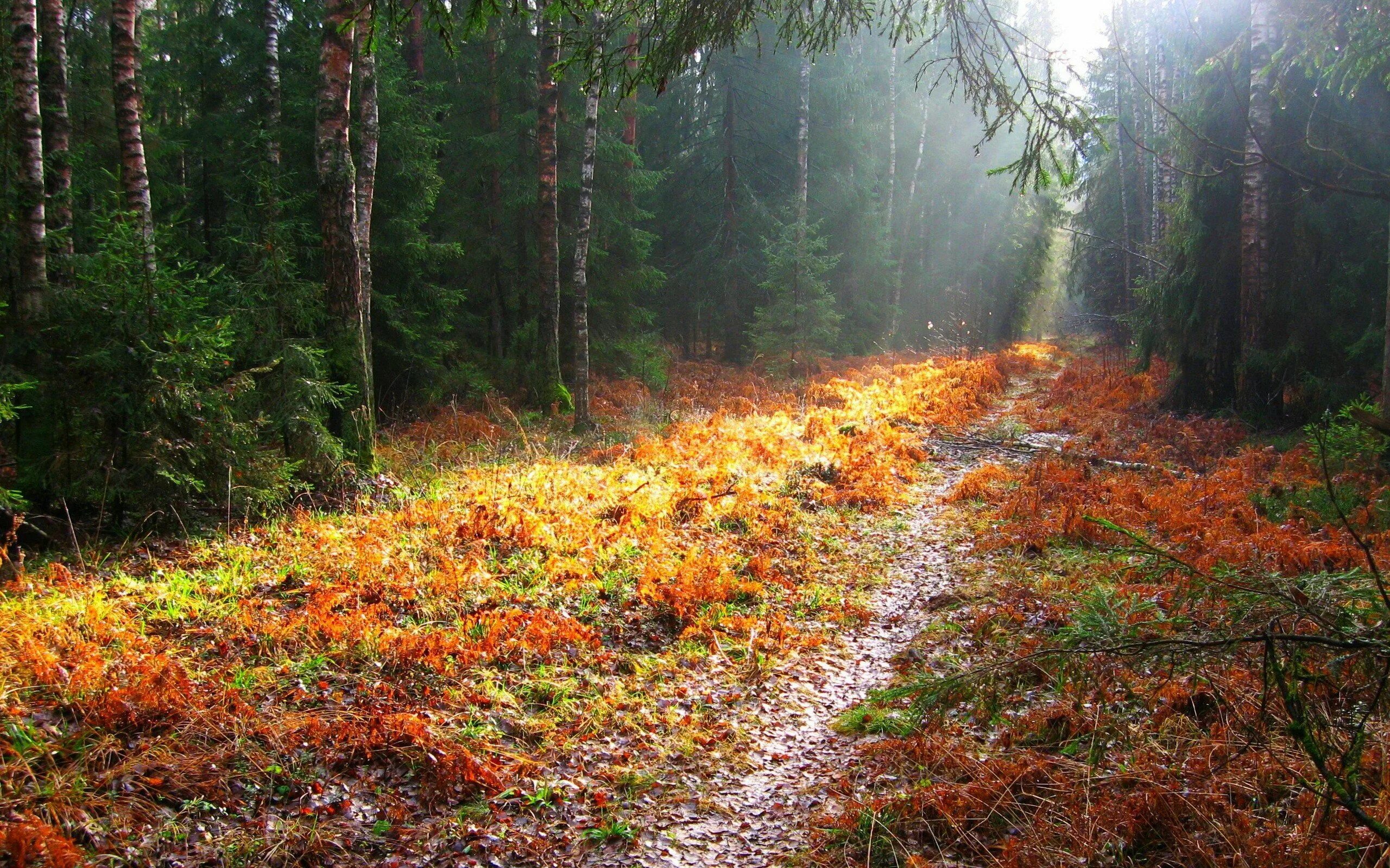 Осеннему лесу какой. Осень в лесу. осень в хвойном лесу. осенний хвойный лес. осенняя поляна в лесу.