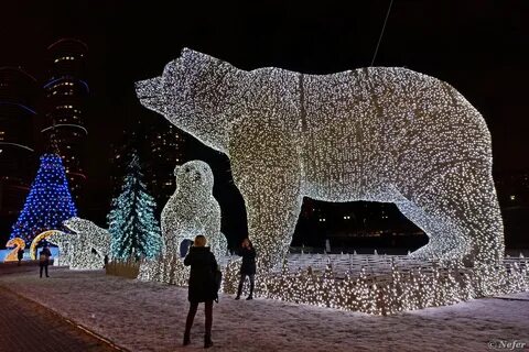 Медведи вернулись