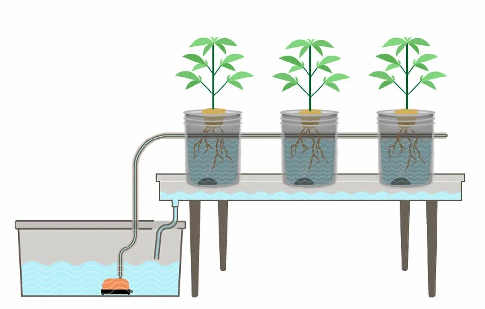Гидропонная система капельного полива схема. Гидропоника DWC каннабис. Схема гидропонной системы марихуаны. Гидропонная система DWC чертежи.