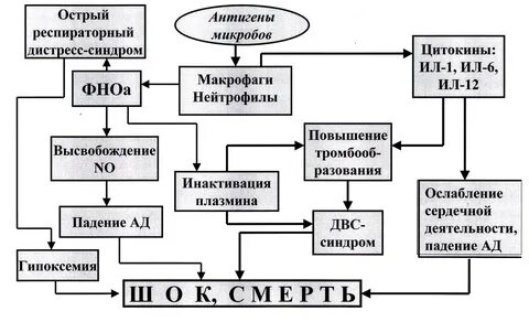 Схема патогенеза шока