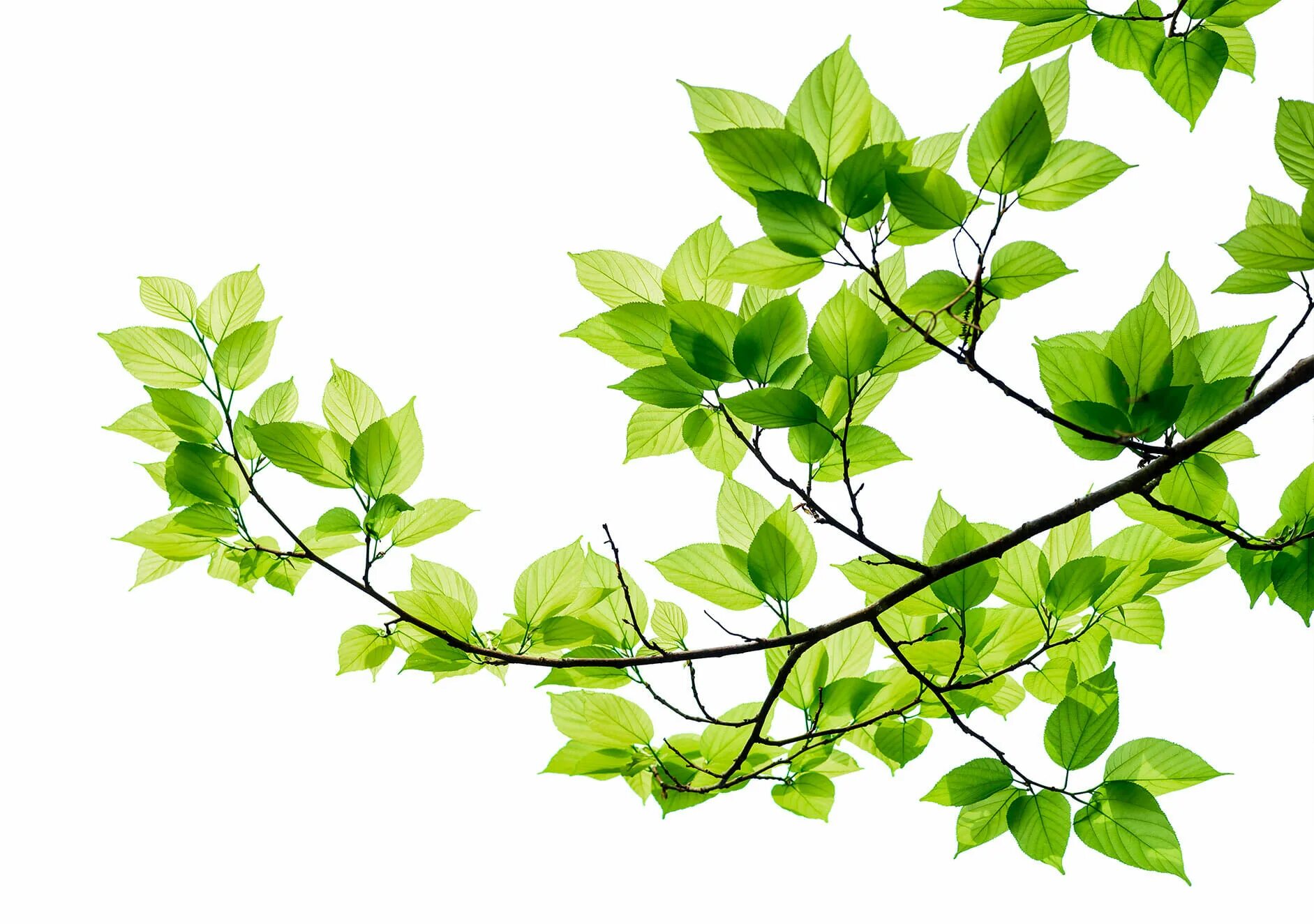 Branch for as