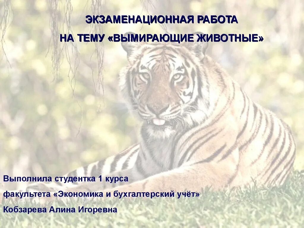 Моя будущая профессия ветеринар. Как ухаживать за домашними животными. Значимость животных в жизни человека. Профессия врач ветеринар. Работы выполняемые животными.