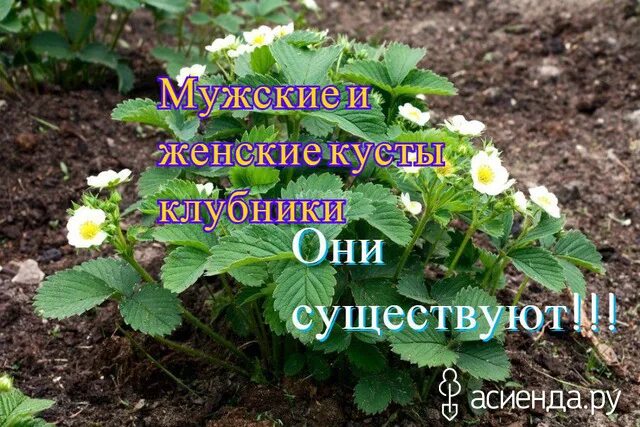 Как отличить куст. Мужские кусты клубники. Женские кусты клубники. Земляника женские и мужские. Земляника мужские и женские кусты.