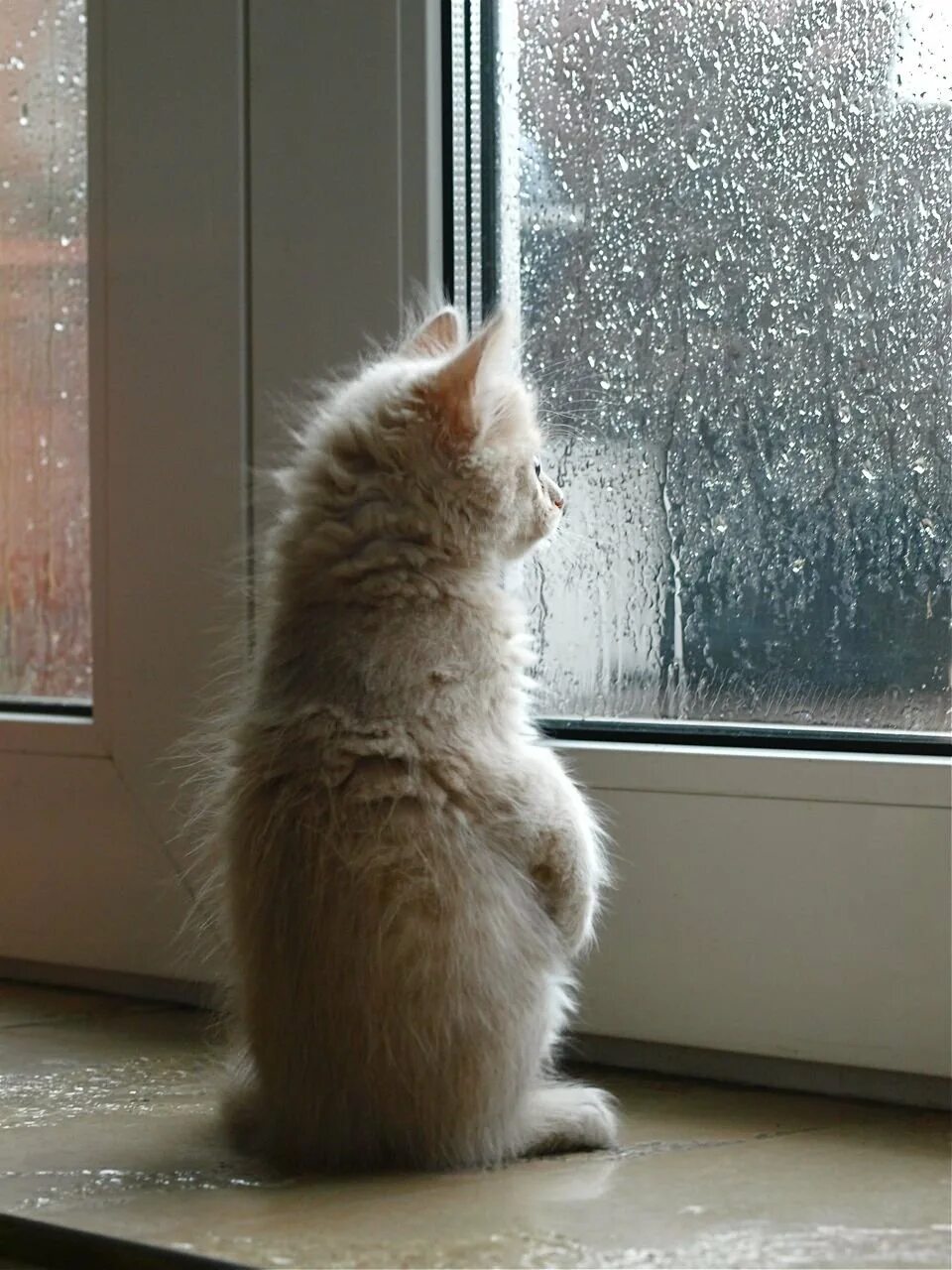 Соскучилась по дому. Котенок ждет у окна. Кот на окне. Кот скучает. Ждет у окна.