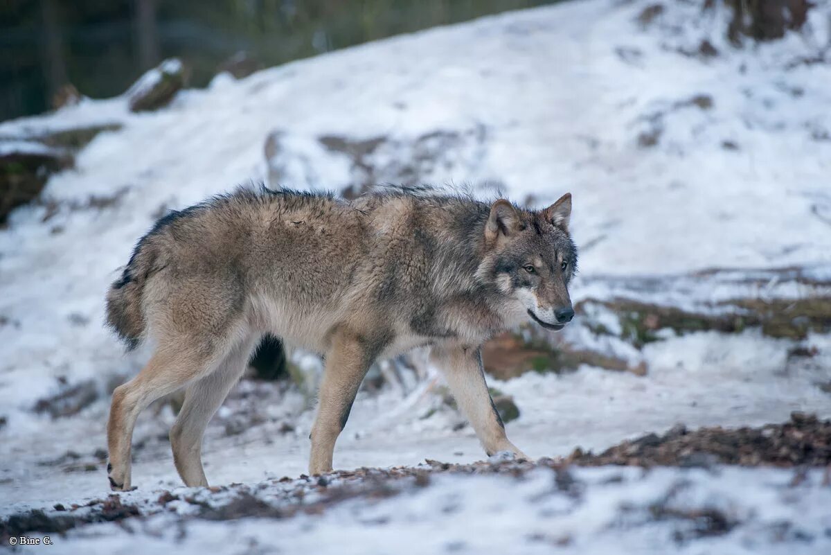 Волк евразии. Евразийский волк. МНР Grey Wolves. Евразийский волк вес. Wolf 9 9.