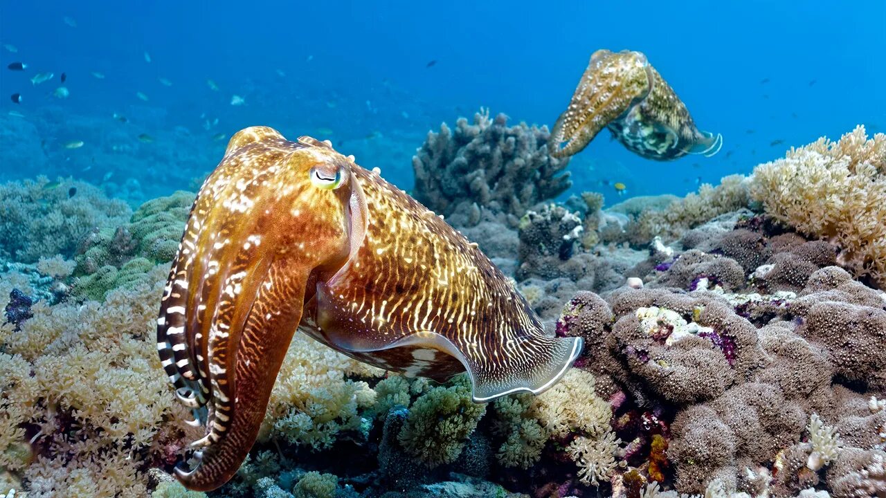 Жизнь морских животных