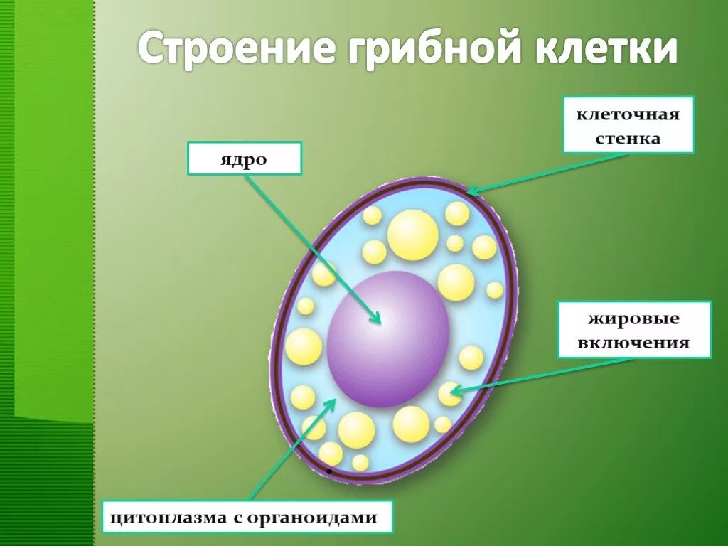 Царство грибы строение грибной клетки. Строение клетки грибов 5 класс биология. Строение грибной клетки 5 класс биология. Строение грибной клетки биология 7 класс биология. Есть ли ядро у грибов