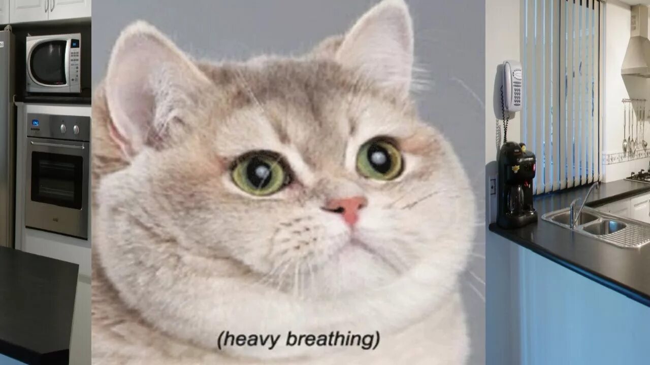 Кот тяжелое дыхание. Кот тяжело дышит и не ест. Кот heavy breathing. Кот часто дышит с открытым ртом и кричит. Кот тяжело дышит и не ест.