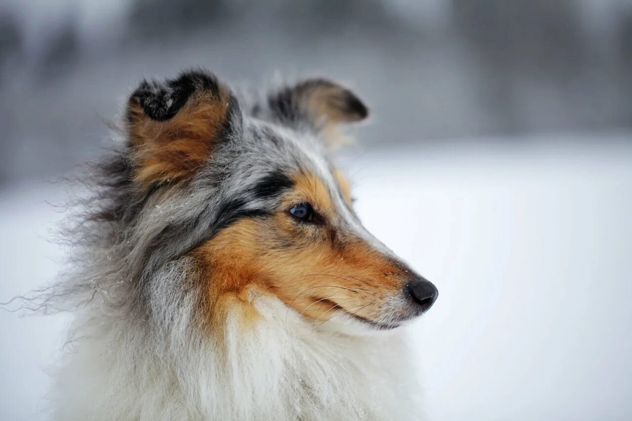 Шелти и колли разница. Шелти. Шелти грязная. Шелти. Шелти золотистый.