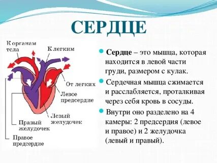 Сердечный начаться