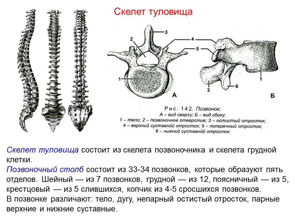 Скелет туловища позвонки биология 8 класс. Скелет туловища. Позвоночник, грудная клетка соединение костей. Анатомия позвоночного столба строение позвонков. Схема строения грудного позвонка вид сбоку.