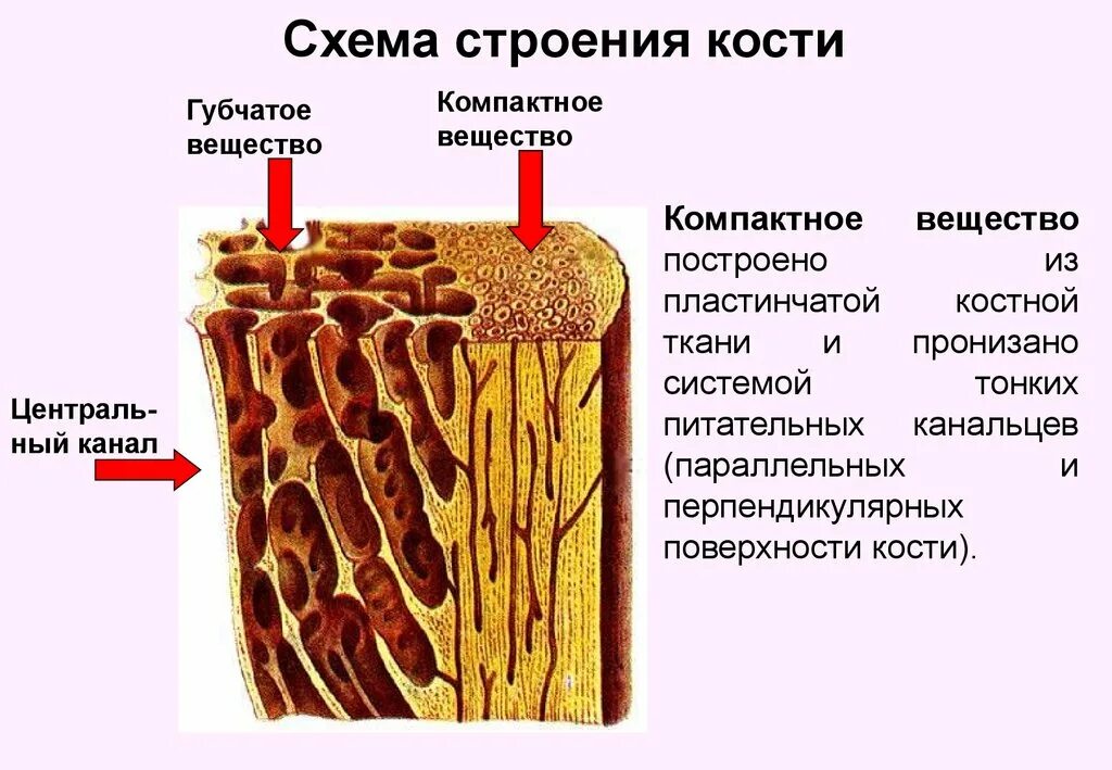 Какую функцию выполняет компактное вещество. Губчатое и компактное вещество костной ткани. Строение компактного вещества трубчатой кости. Губчатая и компактная костная ткань. Костная ткань компактное вещество губчатое вещество.