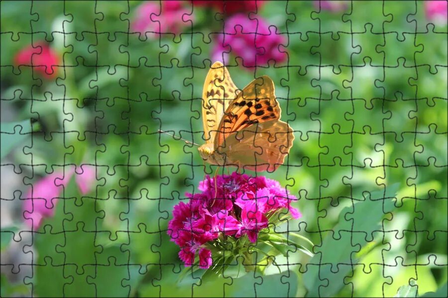 Dotted butterfly wallpaper - Animal wallpapers - #46794
