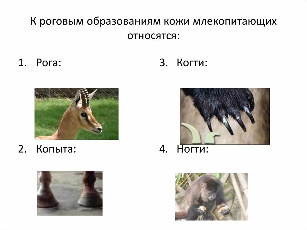 4 роговые образования кожи. Роговые образования кожи млекопитающих. производные кожи млекопитающих. роговые производные кожи млекопитающих. роговыми образованиями кожи млекопитающих являются:.