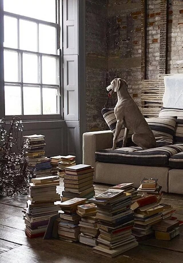 Book my dog. Книжная Эстетика с собакой. Dog with book aesthetic.