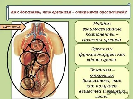 Организм человека определение понятия