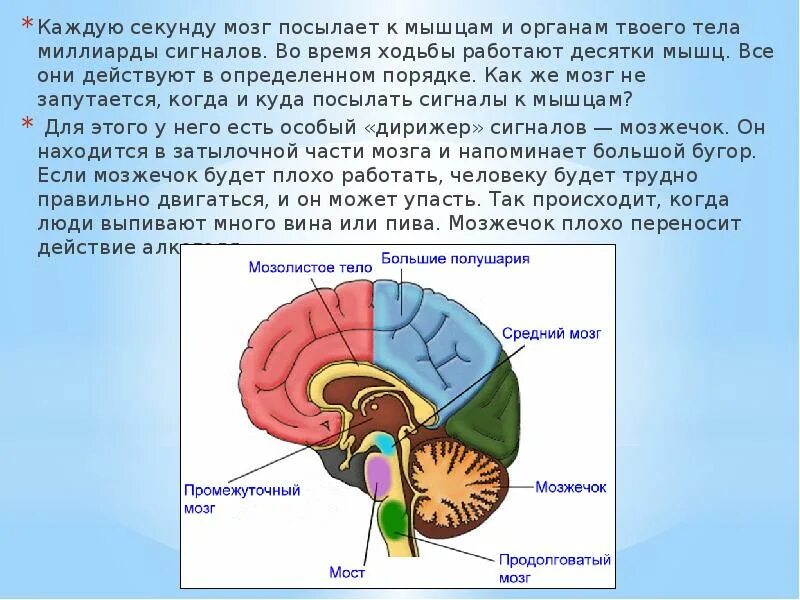 О каком отделе мозга идет речь. Как информация поступает в мозг человека. Мышцы головного мозга. Сигналы от мозга к органам. Сигнал от мозга к мышцам.