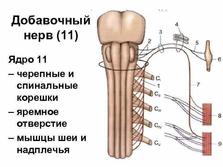 11 черепной нерв. 11 Пара черепных нервов добавочный нерв. 11 Пара черепно-мозговых нервов (добавочный нерв) иннервирует. 11 Добавочный нерв ядра. 11 Пара черепно мозговых нервов ядра.