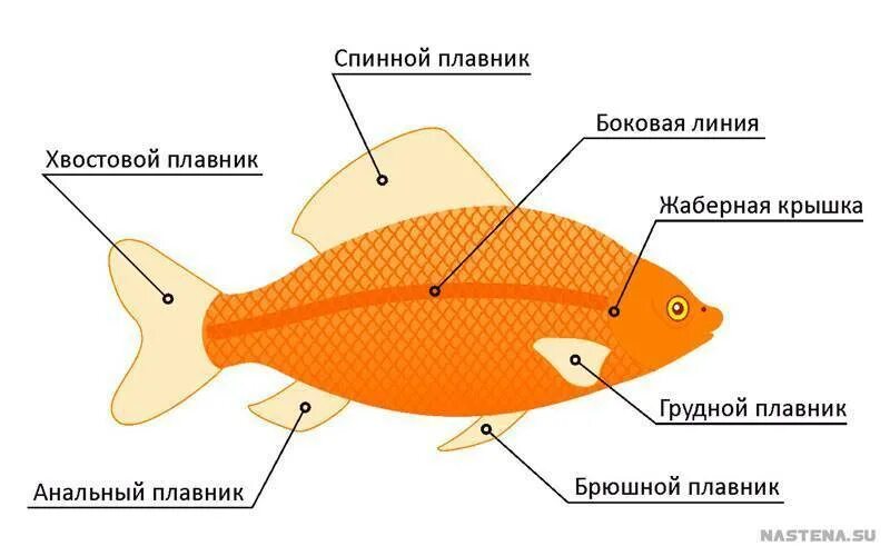 Внешнее строение аквариумных рыбок. Внешнее строение аквариумной рыбы. Рыба клоун внешнее строение. Строение плавника рыбы.