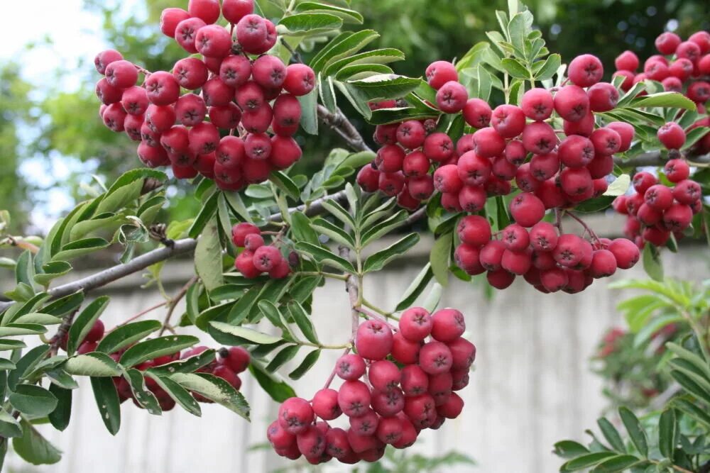 Рябина плодовая. Рябина Титан Гранатная. Рябина "Титан" Sorbus aucuparia 'Titan'. Рябина обыкновенная ликерная. Рябина обыкновенная Титан.