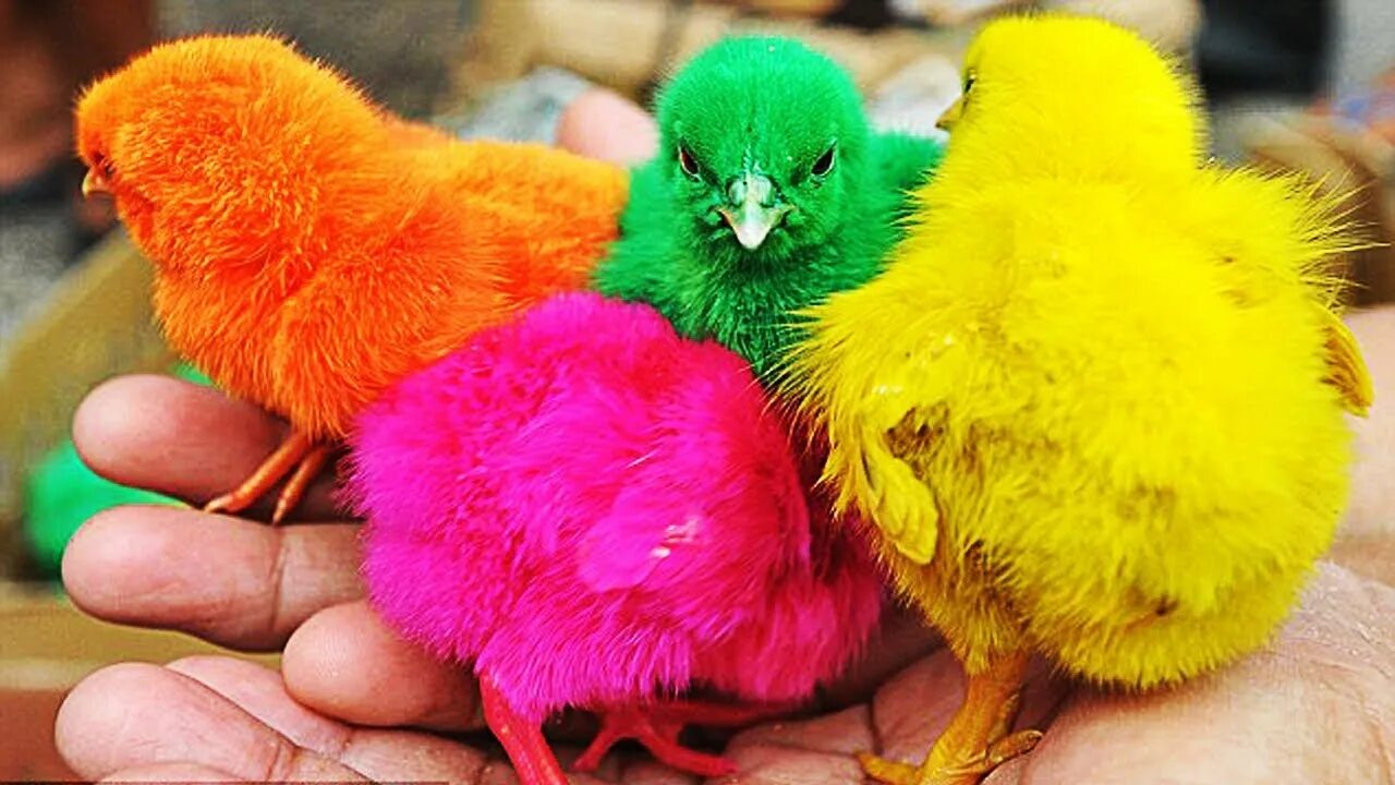 Курица желтого цвета. Разноцветные цыплята. Крашеные цыплята. Цветные цыплята порода. Оранжевый цыпленок.