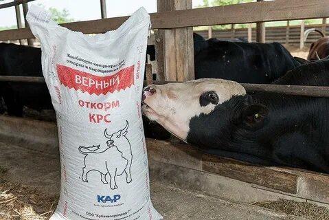 Корм для телят
