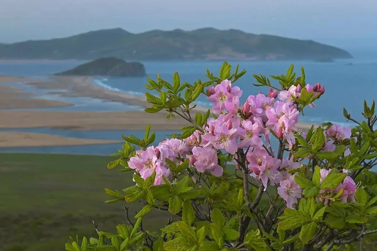 Что цветет в крыму розовым цветом. Рододендрон Шлиппенбаха. Рододендрон Шлиппенбаха Дальневосточный. Рододендрон Шлиппенбаха в Приморье. Багульник Шлиппенбаха рододендрон.