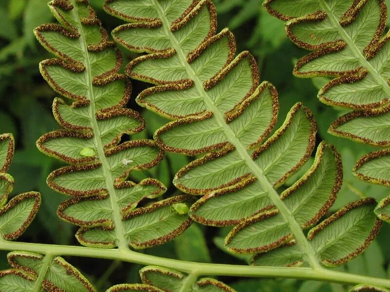 папоротник щитовник спорофит. папоротник даваллия. орляк обыкновенный сорусы. орляк обыкновенный сорусы. орляк спора.